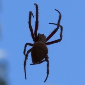 Araneidae (family) at Downer, ACT - 30 Jan 2021