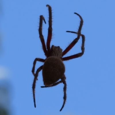 Araneidae (family) (Orb weaver) at Black Mountain - 30 Jan 2021 by Christine