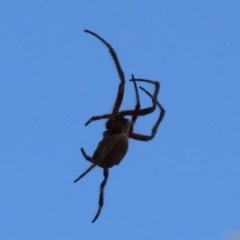 Araneidae (family) at Downer, ACT - 30 Jan 2021 12:49 PM