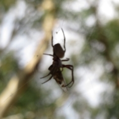 Araneidae (family) at Downer, ACT - 30 Jan 2021