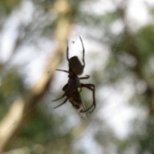 Araneidae (family) at Downer, ACT - 30 Jan 2021