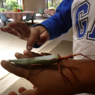 Phasmatodea (order) at Tathra Public School - 2 Feb 2021 by TathraPreschool