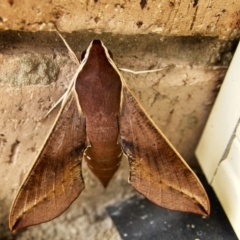 Hippotion scrofa (Coprosma Hawk Moth) at Banks, ACT - 1 Feb 2021 by UserfaKgHkxs