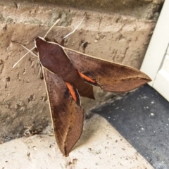 Hippotion scrofa at Banks, ACT - suppressed