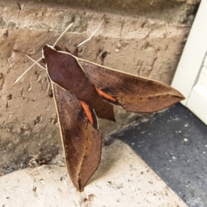 Hippotion scrofa at Banks, ACT - 1 Feb 2021