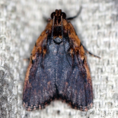 Araeopaschia undescribed spANIC16 (A Pyralid moth) at O'Connor, ACT - 30 Jan 2021 by ibaird