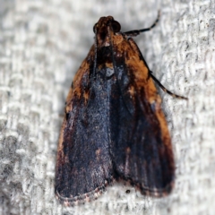 Araeopaschia undescribed spANIC16 at O'Connor, ACT - 30 Jan 2021 10:12 PM