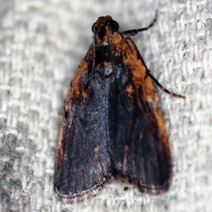 Araeopaschia undescribed spANIC16 at O'Connor, ACT - 30 Jan 2021