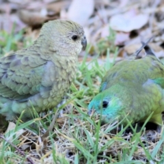 Psephotus haematonotus (Red-rumped Parrot) at Wodonga, VIC - 16 Jan 2021 by Kyliegw