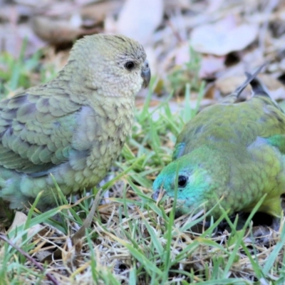 Psephotus haematonotus (Red-rumped Parrot) at Belvoir Park - 16 Jan 2021 by Kyliegw