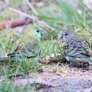 Psephotus haematonotus at Wodonga - 17 Jan 2021