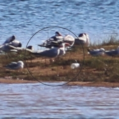 Hydroprogne caspia (Caspian Tern) at Ebden, VIC - 30 Jan 2021 by Kyliegw