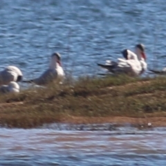 Hydroprogne caspia at Ebden, VIC - 31 Jan 2021