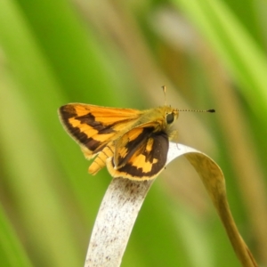 Ocybadistes walkeri at Kambah, ACT - 31 Jan 2021 11:43 AM