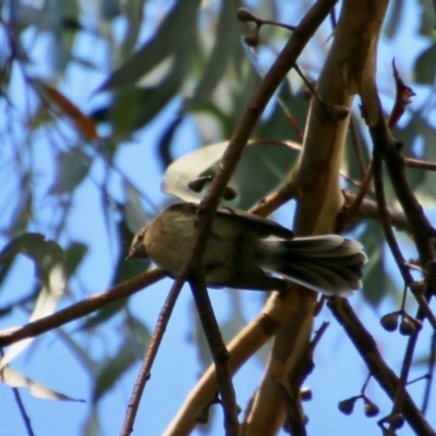 Rhipidura albiscapa (Grey Fantail) at Broulee Moruya Nature Observation Area - 2 Feb 2021 by LisaH