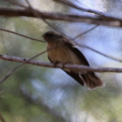 Rhipidura albiscapa at Moruya, NSW - 2 Feb 2021