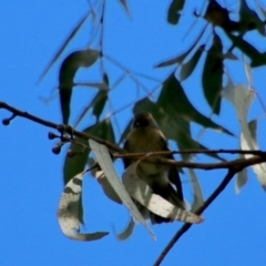 Rhipidura albiscapa at Moruya, NSW - 2 Feb 2021