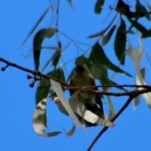 Rhipidura albiscapa at Moruya, NSW - 2 Feb 2021