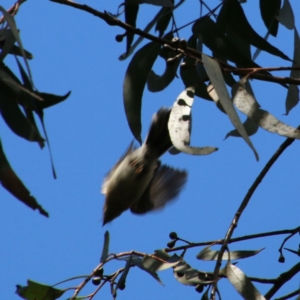 Rhipidura albiscapa at Moruya, NSW - 2 Feb 2021