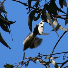 Rhipidura albiscapa at Moruya, NSW - 2 Feb 2021