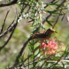 Myzomela sanguinolenta (Scarlet Honeyeater) at Broulee Moruya Nature Observation Area - 2 Feb 2021 by LisaH