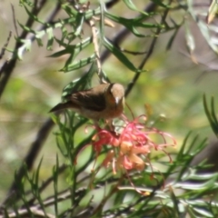 Myzomela sanguinolenta at Moruya, NSW - suppressed