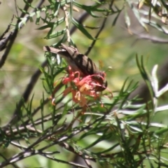 Myzomela sanguinolenta at Moruya, NSW - suppressed