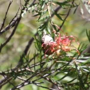 Myzomela sanguinolenta at Moruya, NSW - suppressed