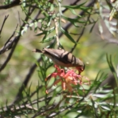 Myzomela sanguinolenta at Moruya, NSW - suppressed