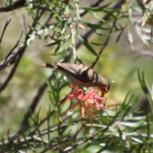 Myzomela sanguinolenta at Moruya, NSW - 2 Feb 2021