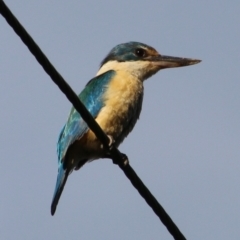 Todiramphus sanctus (Sacred Kingfisher) at Broulee Moruya Nature Observation Area - 2 Feb 2021 by LisaH