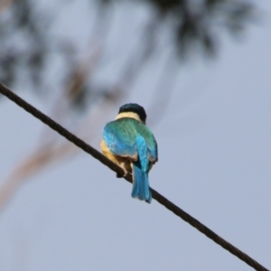 Todiramphus sanctus at Moruya, NSW - suppressed