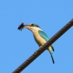 Todiramphus sanctus at Moruya, NSW - suppressed