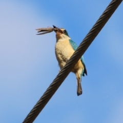 Todiramphus sanctus at Moruya, NSW - suppressed