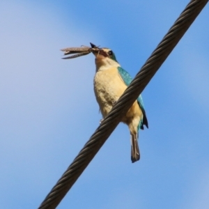 Todiramphus sanctus at Moruya, NSW - suppressed