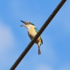 Todiramphus sanctus at Moruya, NSW - suppressed