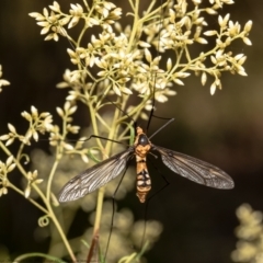 Leptotarsus (Leptotarsus) clavatus (A crane fly) at Acton, ACT - 2 Feb 2021 by Roger