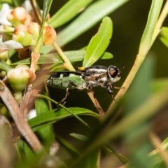 Odontomyia hunteri (Soldier fly) at Acton, ACT - 2 Feb 2021 by Roger