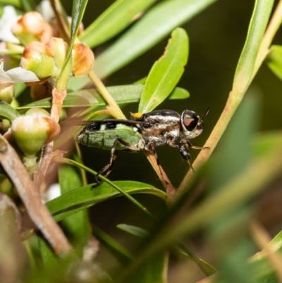 Odontomyia hunteri (Soldier fly) at ANBG - 2 Feb 2021 by Roger