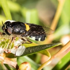 Odontomyia hunteri at Acton, ACT - 2 Feb 2021