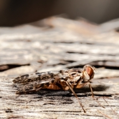 Cardiacera sp. (genus) at Bruce, ACT - 1 Feb 2021