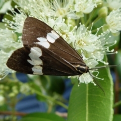 Nyctemera amicus (Senecio Moth, Magpie Moth, Cineraria Moth) at Yass River, NSW - 2 Feb 2021 by SenexRugosus