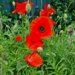 Papaver rhoeas (Flanders Poppy) at Isaacs, ACT - 24 Nov 2020 by Mike