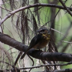 Eopsaltria australis (Eastern Yellow Robin) at Broulee Moruya Nature Observation Area - 2 Feb 2021 by LisaH