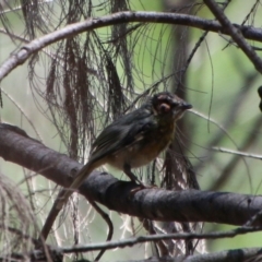 Eopsaltria australis at Moruya, NSW - suppressed