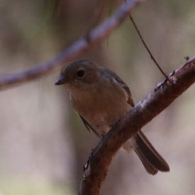 Pachycephala pectoralis (Golden Whistler) at Broulee Moruya Nature Observation Area - 2 Feb 2021 by LisaH
