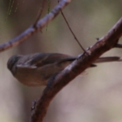 Pachycephala pectoralis at Moruya, NSW - suppressed