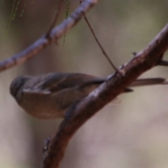 Pachycephala pectoralis at Moruya, NSW - 2 Feb 2021