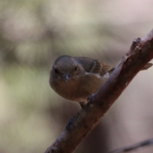 Pachycephala pectoralis at Moruya, NSW - 2 Feb 2021