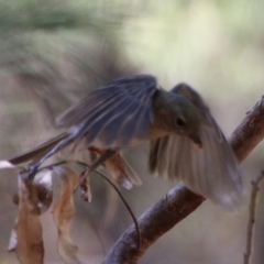 Pachycephala pectoralis at Moruya, NSW - suppressed